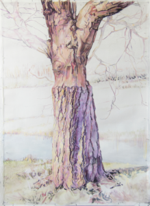 Danser - geënte rode paardenkastanje Vondelpark 245x175 cm deel 1 van tweeluik b